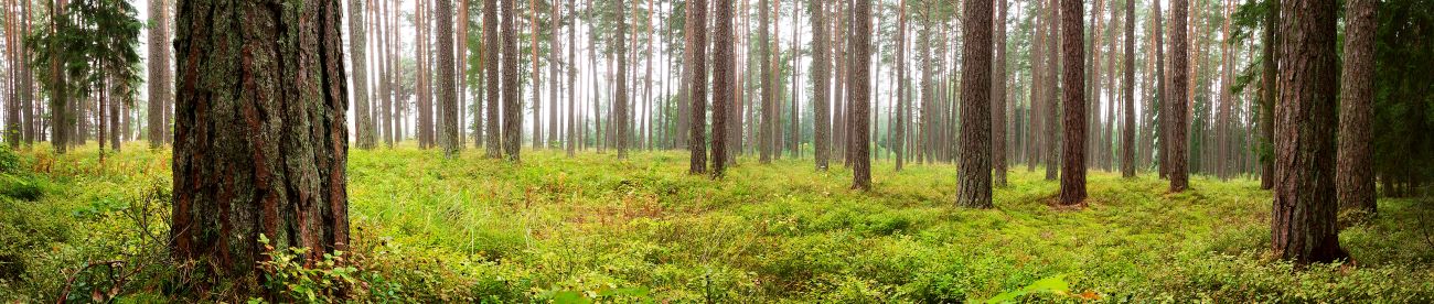 Foto einer Waldpanoramaansicht, die verantwortungsvolle und nachhaltige Forstwirtschaft symbolisiert, unterstützt von den Unternehmen Superbox und Mazus mit FSC-Zertifikat.